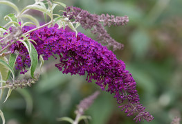 Buddleja davidii 'Nanho Purple' (= B. davidii 'Monum', B. davidii 'Petite Purple') - Davidova budleja, metuljnik