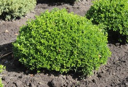 Buxus microphylla 'Herrenhausen' - drobnolistni pušpan