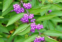 Callicarpa dichotoma 'Issai' (= C. dichotoma 'Purple Pride') - lepoplodka