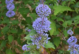 Caryopteris incana - bradatec