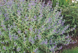 Caryopteris x clandonensis 'Kew Blue' - bradatec