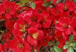 Chaenomeles x superba 'Etna' - japonska kutina