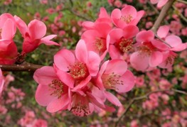 Chaenomeles x superba 'Pink Trail' (= C. x superba 'Interpitra') - japonksa kutina