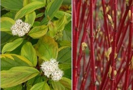 Cornus alba 'Gouchaultii' - tatarski dren, beli dren