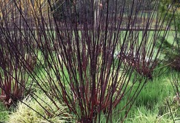 Cornus alba 'Kesselringii' - tatarsi dren, beli dren