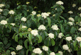 Cornus sanguinea - rdeči dren