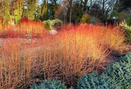 Cornus sanguinea 'Midwinter Fire' - rdeči dren