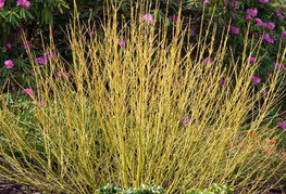 Cornus stolonifera 'Bud's Yellow' (= C. sericea 'Budd's Yellow', C. alba 'Bud's Yellow') - žvikavi dren