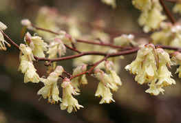 Corylopsis pauciflora - goli leskovec, leskovec