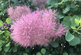 Cotinus coggygria 'Smokey Joe' (= C. coggygria 'Lisjo®', C. coggygria 'Sheffield Park') - ruj