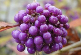 Callicarpa bodinieri var. giraldii 'Profusion' (= C. bodinieri 'Profusion') - lepoplodka