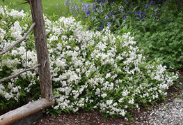 Deutzia gracilis 'Nikko' - pritlikava dojcija