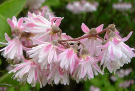 Deutzia scabra 'Codsall Pink' - dojcija