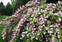 Deutzia x hybrida 'Pink Pom Pom' (= D. 'Rosea Plena') - dojcija