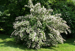 Deutzia scabra - dojcija