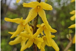 Forsythia x intermedia 'Goldrausch' (= F. x intermedia 'Goldrush') - forzicija