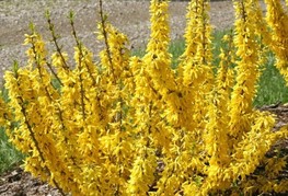 Forsythia x intermedia 'Minigold' (= F. x intermedia 'Flojor', F. x intermedia 'Mini Gold') - forzicija