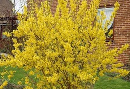 Forsythia x intermedia 'Week End' (= F. x intermedia 'Courtlyn') - forzicija