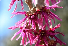 Hamamelis vernalis 'Amethyst' - nepozebnik