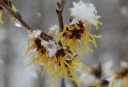 Hamamelis x intermedia 'Arnold Promise' (= H. x intermedia 'Arnold's Promise') - vrtni nepozebnik