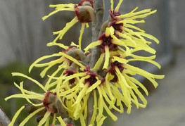 Hamamelis x intermedia 'Primavera' (= H. 'Primavera') - vrtni nepozebnik