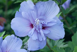 Hibiscus syriacus 'Blue Chiffon®' (= H. syriacus 'Notwood3', H. syriacus 'Notwoodthree') - hibiskus, sirski oslez