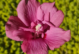 Hibiscus syriacus 'Flower Tower Ruby' (= H. syriacus 'Gandini van Aart Ruby®') - hibiskus, sirski oslez