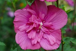 Hibiscus syriacus 'Magenta Chiffon®' (= H. syriacus 'Rwoods5') - hibiskus, sirski oslez