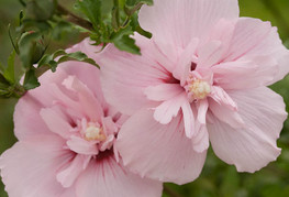 Hibiscus syriacus 'Pink Chiffon®' (= H. syriacus 'Jwnwood4') - hibiskus, sirski oslez