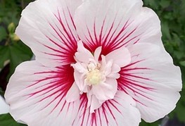Hibiscus syriacus 'Stardust Chiffon®' (= H. syriacus 'Rwoods6') - hibiskus, sirski oslez