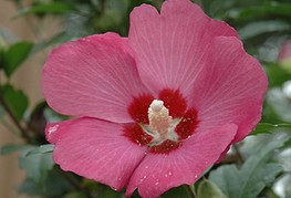 Hibiscus syriacus 'Woodbridge' - hibiskus, sirski oslez