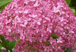 Hydrangea arborescens 'Pink Annabelle' (= H. arborescens 'Ncha1®, H. 'Invincibelle', H. 'Invincibelle Spirit') - hortenzija