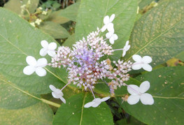 Hydrangea involucrata - hortenzija