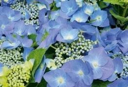 Hydrangea macrophylla 'Blaumeise' (= H. macrophylla 'Teller Blue', H. 'Teller Blau') - velikolistna hortenzija