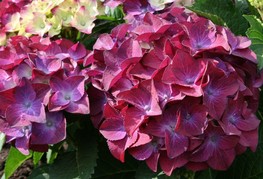 Hydrangea macrophylla 'Hot Red Purple' (= H. macrophylla 'Hot Red Violet', H. macrophylla 'Agrihydradrie®') - velikolistna hortenzija