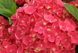 Hydrangea macrophylla 'Leuchtfeuer' (= H. macrophylla 'Firelight') - velikolistna hortenzija