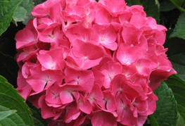 Hydrangea macrophylla 'Masja' (= H. macrophylla 'Red Masja') - velikolistna hortenzija