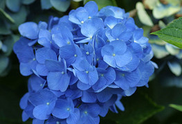 Hydrangea macrophylla 'Mathilde Gütges' - velikolistna hortenzija