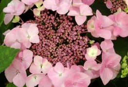 Hydrangea macrophylla 'Messalina' (= H. macrophylla 'Messelina Teller') - velikolistna hortenzija