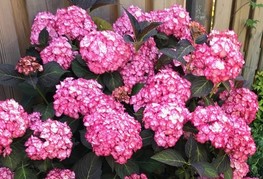 Hydrangea macrophylla 'Miss Saori' (= H. 'H2002®', H. 'H20-2') - velikolistna hortenzija