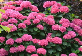 Hydrangea macrophylla 'Red Baron' - velikolistna hortenzija