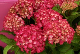 Hydrangea macrophylla 'Selma®' (= H. macrophylla 'Dutch Lady Selma') - velikolistna hortenzija