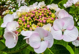 Hydrangea macrophylla 'Teller White' (= H. macrophylla 'Libelle', H. 'Teller's White') - velikolistna hortenzija