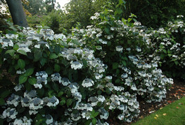 Hydrangea macrophylla 'Veitchii' - velikolistna hortenzija