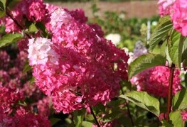 Hydrangea paniculata 'Fraise Melba®' (= H. paniculata 'Renba') - latasta hortenzija