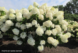 Hydrangea paniculata 'Phantom' - latasta hortenzija