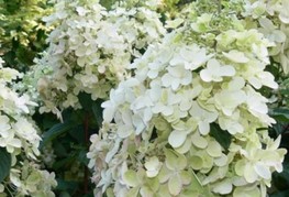 Hydrangea paniculata 'Pink Lady' - latasta hortenzija