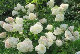 Hydrangea paniculata 'Silver Dollar' - latasta hortenzija