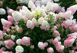 Hydrangea paniculata 'Sundae Fraise®' (= H. paniculata 'Rensun') - latasta hortenzija