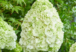 Hydrangea quercifolia 'Tara®' - hrastavolistna hortenzija